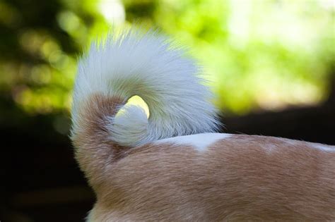 What Dogs Have Sickle Tails