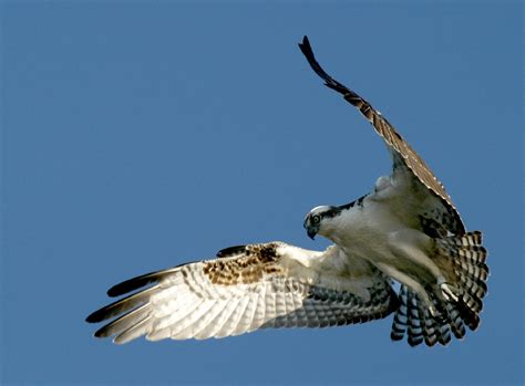 Osprey Free Stock Photo - Public Domain Pictures