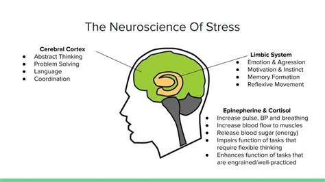 Stress Makes You Stupid (The Neuroscience of Survival)