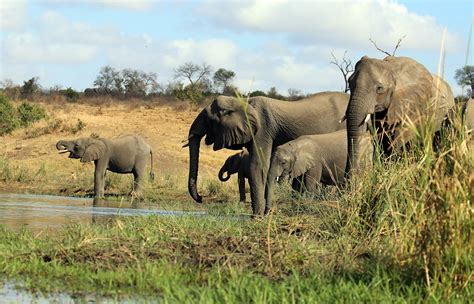 Kruger National Park, South Africa | flowcomm | Flickr