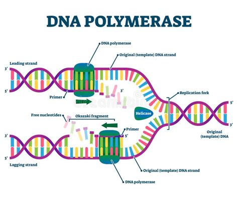 Dna Polymerase Diagram