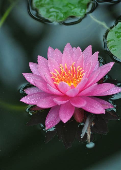 Lotus. | Water lilies, Love flowers, Flowers nature