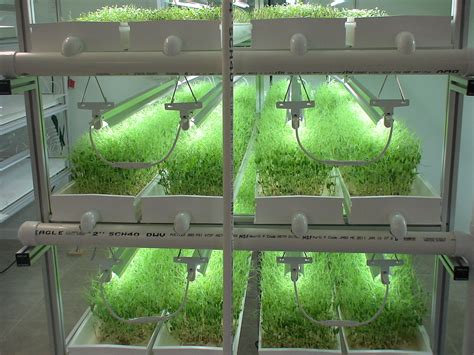 Microgreens in NFT hydroponic system | Hydroponics system, Hydroponic ...