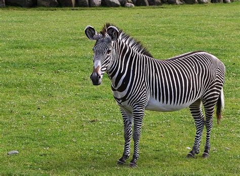 Picture 2 of 14 - Zebra (Equus Zebra, Equus Quagga, Equus Grevyi ...