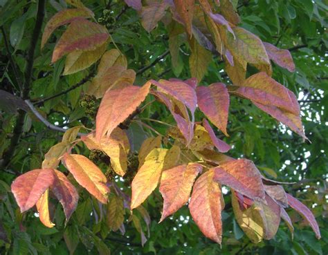 Prairie Rose's Garden: Welcome, Autumn!