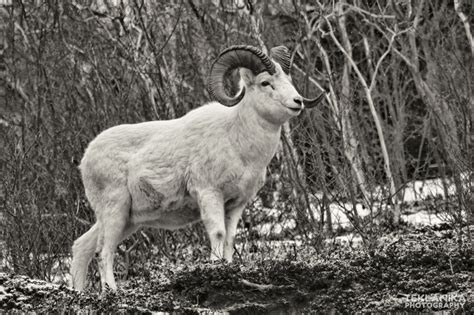 Alaska Dall Sheep – Wilder Alaska – Teklanika Photography Field Journal