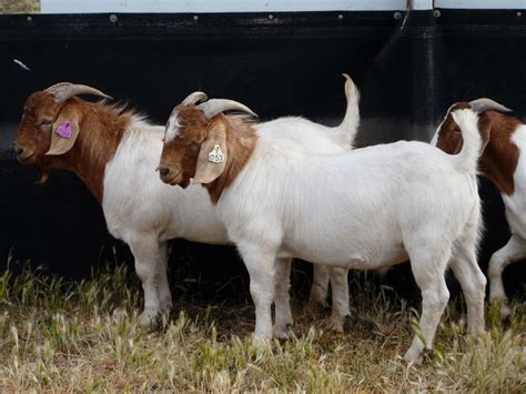 Australian Boer Goat – Cluny Livestock Exports Pty Ltd