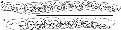 A, “ Hipparion ” sp., sketch of the lower tooth-row CY-220; B ...