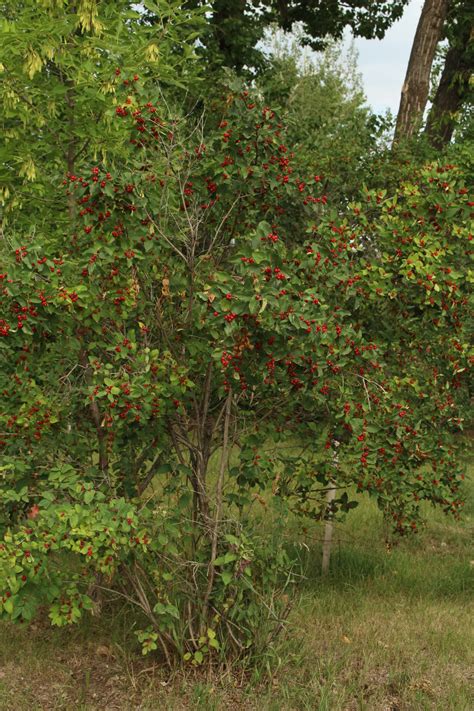 Bush Honeysuckle Red Berries Free Stock Photo - Public Domain Pictures