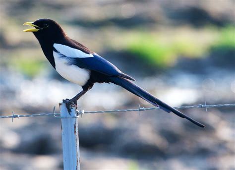 Yellow-billed Magpie - Native Here Nursery