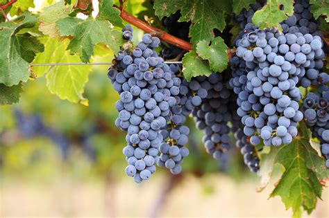 Wine Grape Varieties – Cabernet Sauvignon - The Expensive Champagne Guide