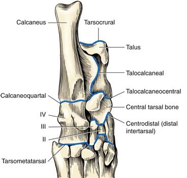 Dog Anatomy Hock - Anatomy Reading Source