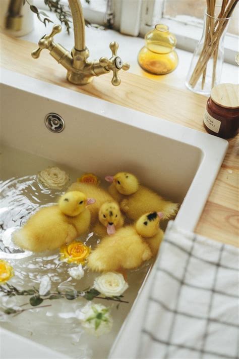 Caring for Duck Companions: A Complete Guide for New Owners in 2024 | Duck pens, Duckling care ...