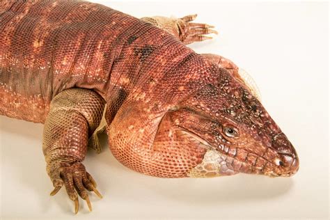 Argentine Red Tegu Lizard Facts, Habitat, Diet, Pictures