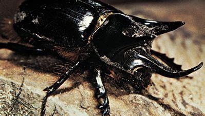 Rhinoceros beetle | insect, Dynastes species | Britannica