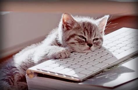 5 Signs Your Cat Is Bored | Cats Are On Top