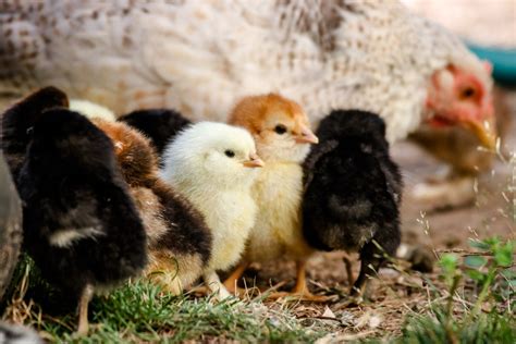 Little Eaton Farm Chickens - POL Chickens Near Canterbuy, Kent