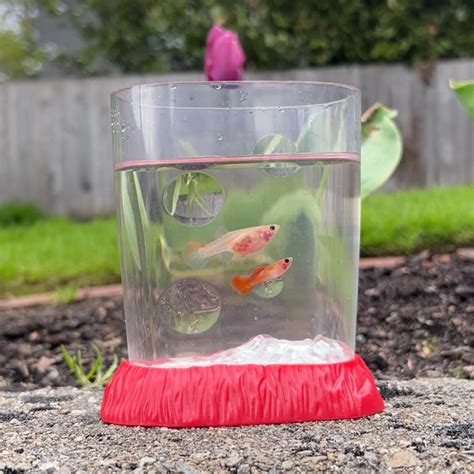 Glass Belly Guppy Pair – Fish Portals