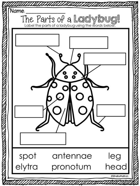 Printable Ladybug Life Cycle Worksheet