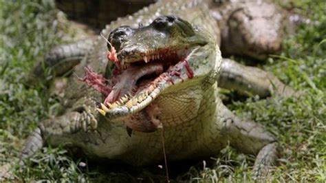 Nile Crocodile Attacks Human.