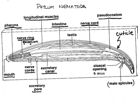 Nematoda