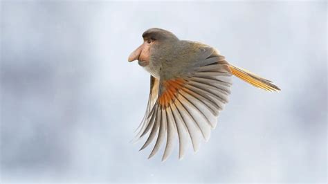 10 photos d'animaux croisés avec Photoshop | Le petit Shaman