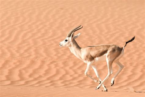 Desert Animals List With Pictures & Amazing Facts