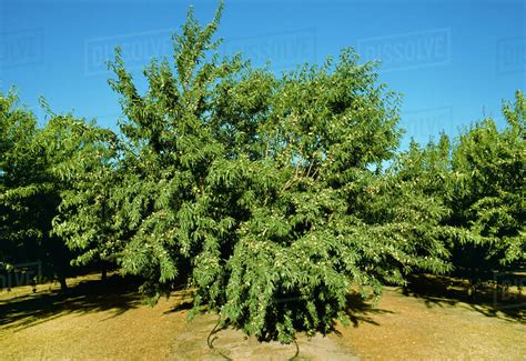 Agriculture - Almond orchard in late Spring with a good crop of nuts on the trees / Manteca ...