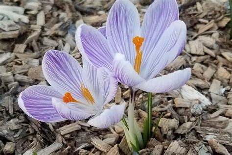 The Best Mulch For Your Flower Beds