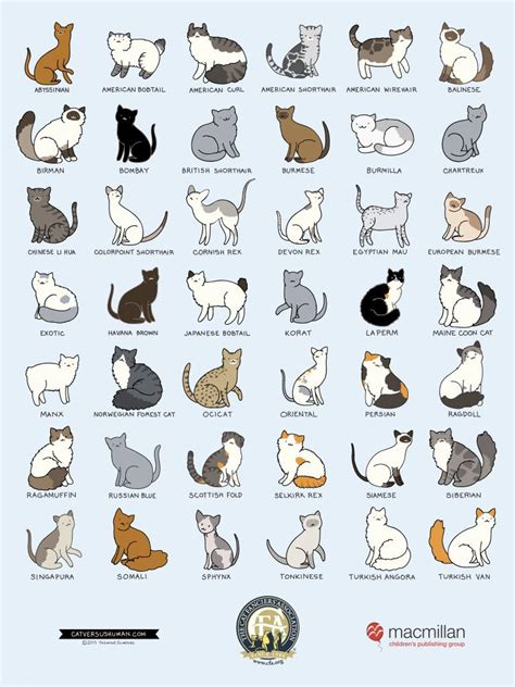 Different Cat Breeds With Pictures - Pets Lovers