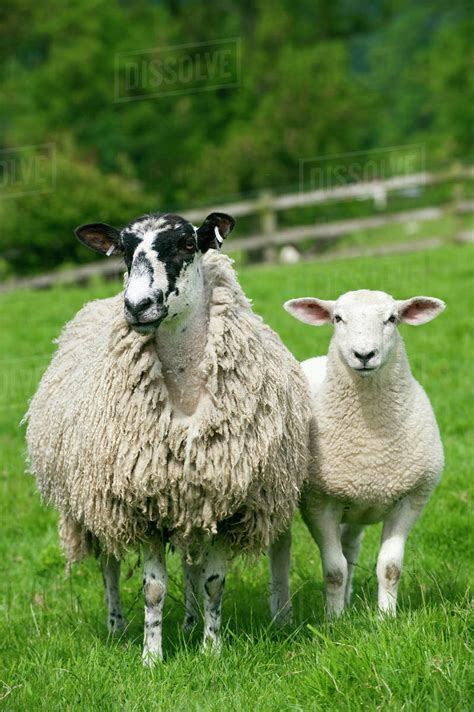 Agriculture - Mule sheep ewe with lamb. Mule sheep are a crossbred ...