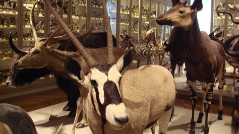 Animal, bird collections in museums mostly made of male specimens finds a new study – Firstpost