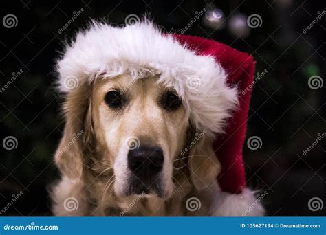 Golden Retriever Dog Wearing Santa Hat at Christmas Stock Photo - Image of spirit, tree: 105627194