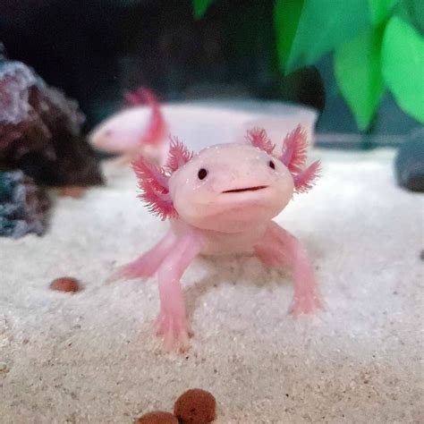 Pin by AQ Lee on Underwater World & Pet | Axolotl cute, Axolotl pet, Pretty animals