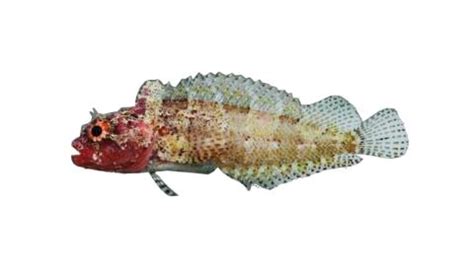 Fishing for Downy blenny: Fish Species – FishAngler.com