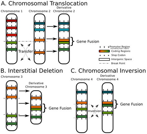 The Tale Of Two Stories: Tel/Etv6 Learns to Regenerate or Over Proliferate… – BIOL312 @UNBC ...