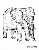 6 Realistic elephant coloring pages To Print At PrintColorFuncom sketch template