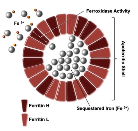 How many atoms of iron can a protein molecule of ferritin hold? • The Blood Project