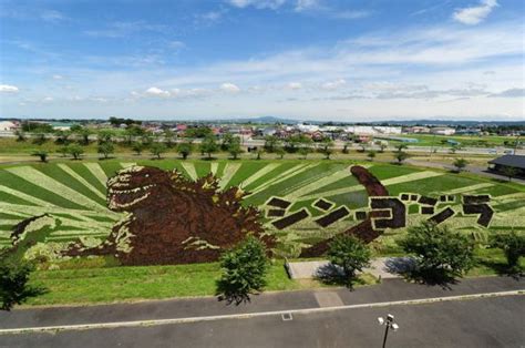 Godzilla appears in Aomori Pref as rice paddy art - Japan Today