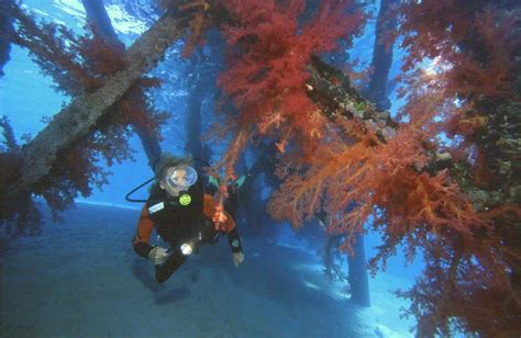 aegypten_rotes_meer_tauchen | Nautilus Tauchreisen