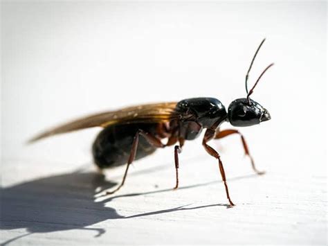 Why Denver Homeowners Are Seeing Flying Ants Inside Their Homes