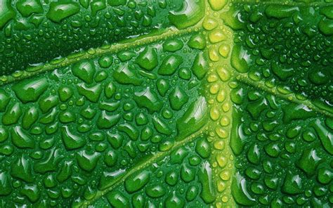 nature, Plants, Leaves, Macro, Closeup, Water Drops, Veins, Green Wallpapers HD / Desktop and ...