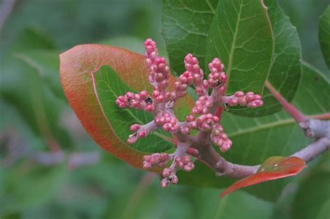 Rhus integrifolia | California Flora Nursery