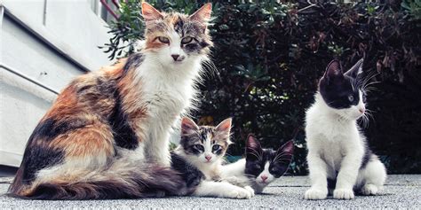 The Social Structure of Cat Life | International Cat Care