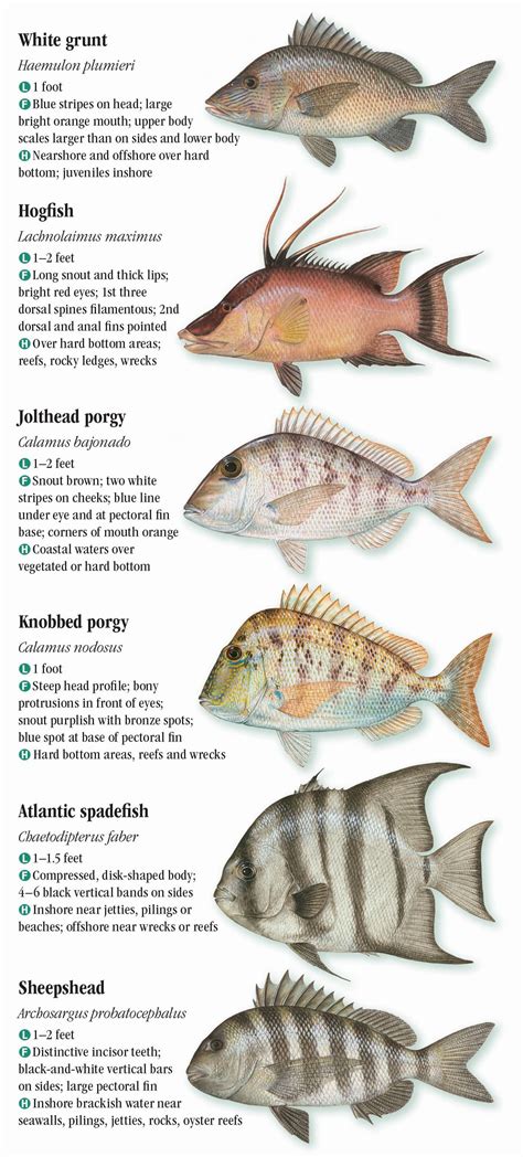 Types Of Fish In The Florida Keys