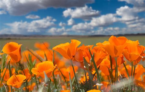 California Poppy Wallpapers - Top Free California Poppy Backgrounds - WallpaperAccess