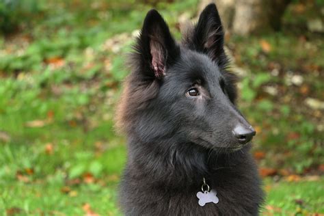 TYPES OF BELGIAN SHEPHERD – Names and Information | Top dog breeds, Dog breeds, Belgian sheepdog