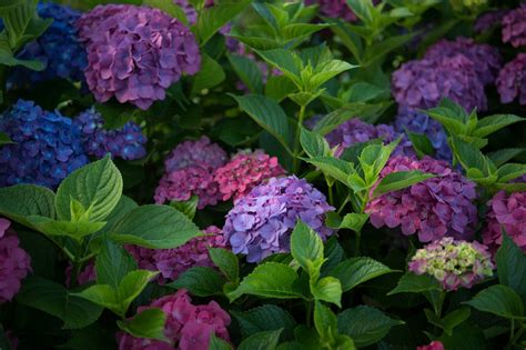 Curious Chemistry Behind Hydrangea Colors!