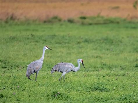 Are Sandhill Cranes Endangered? (Threats, Numbers + FAQs) | Birdfact