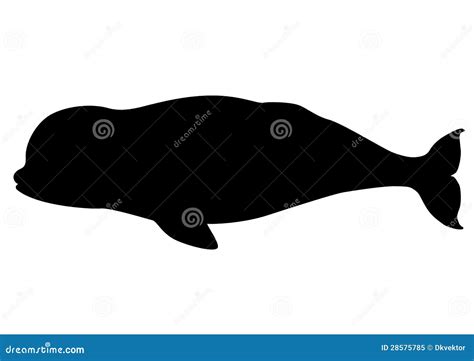 Beluga Whale Silhouette Royalty Free Stock Photo - Image: 28575785